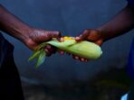 keutchatang-corn-8123210_1920